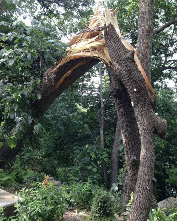 Large hardwood trunk split clean through by storm damage, exposing splintered wood